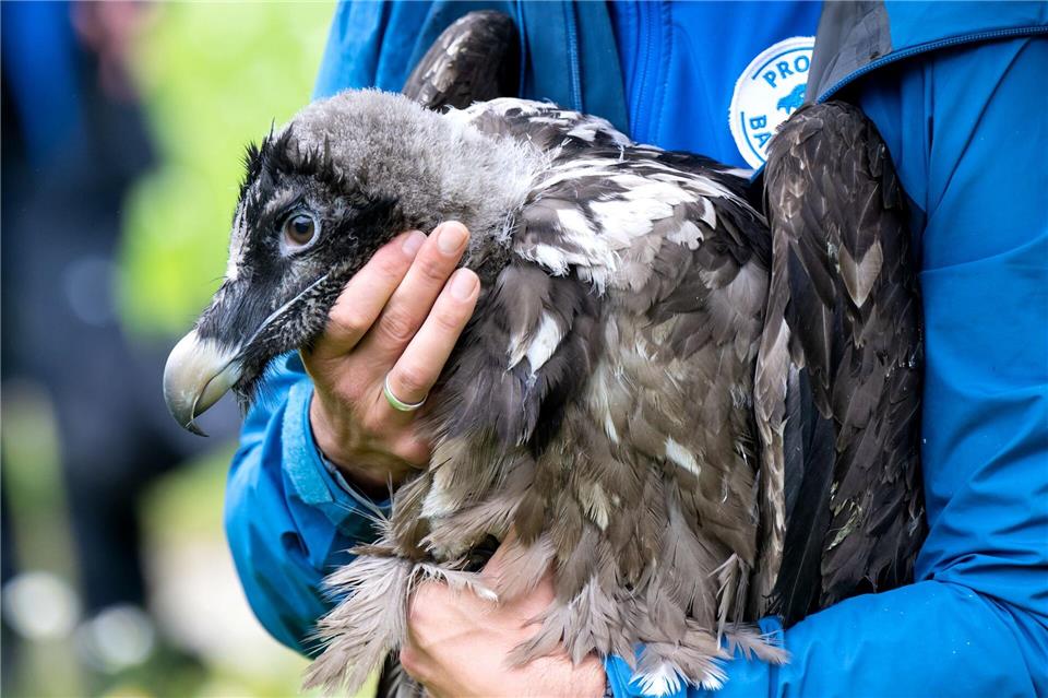 Als Recka ausgewildert wurde, war sie noch klein und konnte nicht fliegen. Jetzt hat sie schon einen Partner. (Archivbild) Sven Hoppe/dpa