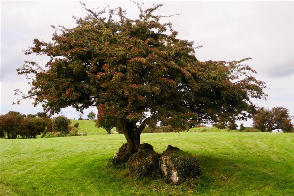 Als Tor zu Anderswelt gelten Feenbäume, meist markante Weißdorngehölze am Wegesrand. Einen solch magischen Baum zu fällen, bringt schlimmes Unglück, auch das glauben manche in Irland.Daniela David/dpa-tmn