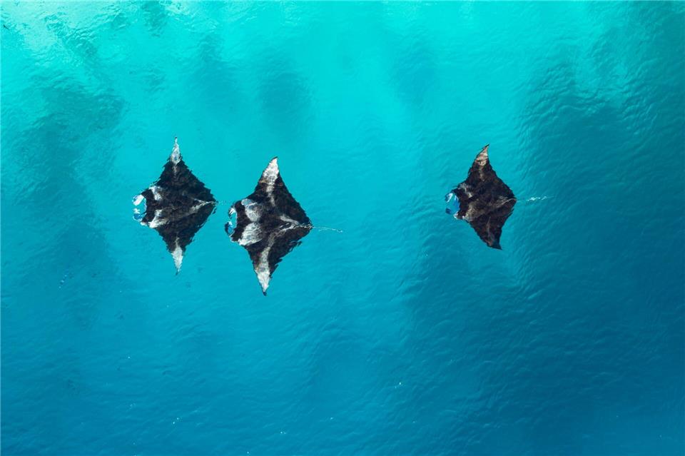 Als würden sie fliegen: Mantarochen in einer Lagune.Visit Maldives/dpa-tmn