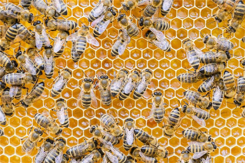 Alte Bienenstöcke können eine Gefahr für Honigbienen sein und müssen deshalb fachgerecht entsorgt werden. (Archivbild)Julian Stratenschulte/dpa/dpa-tmn