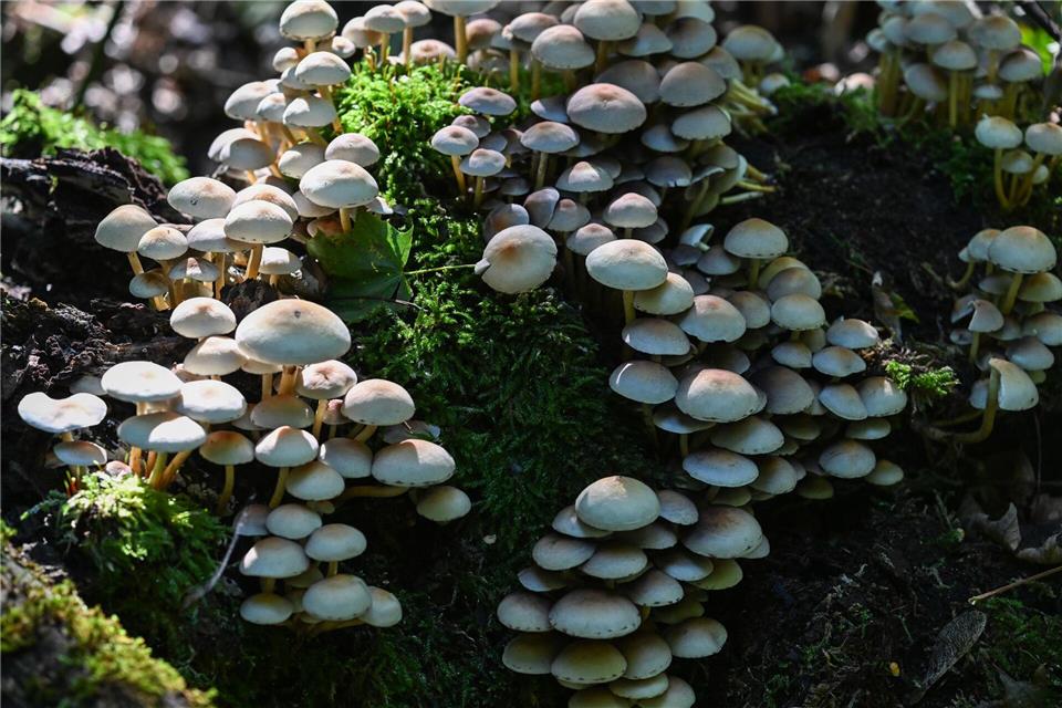 Altholz bietet Raum für neues Leben. (Archivbild)Arne Dedert/dpa