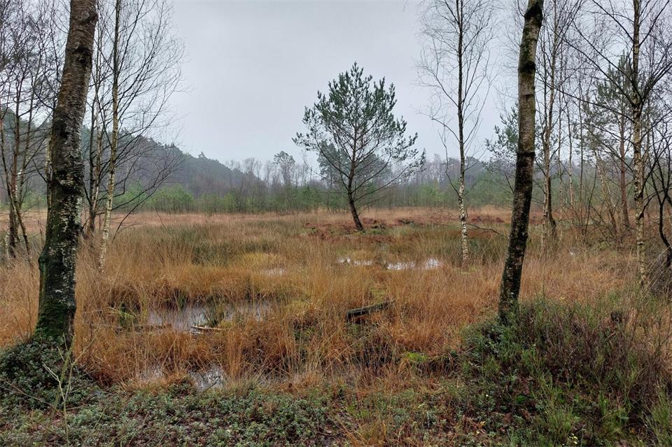 Am 17. Oktober können die Teilnehmer durchs Burloer-Vardingholter Venn wandern.