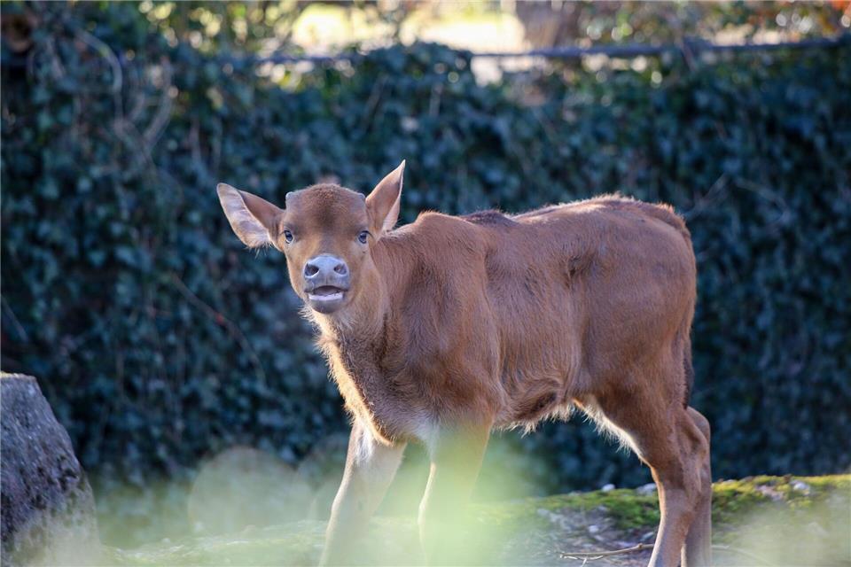 Am 26. Januar erblickte das Jungtier das Licht der Welt.-/Zoo Berlin/dpa