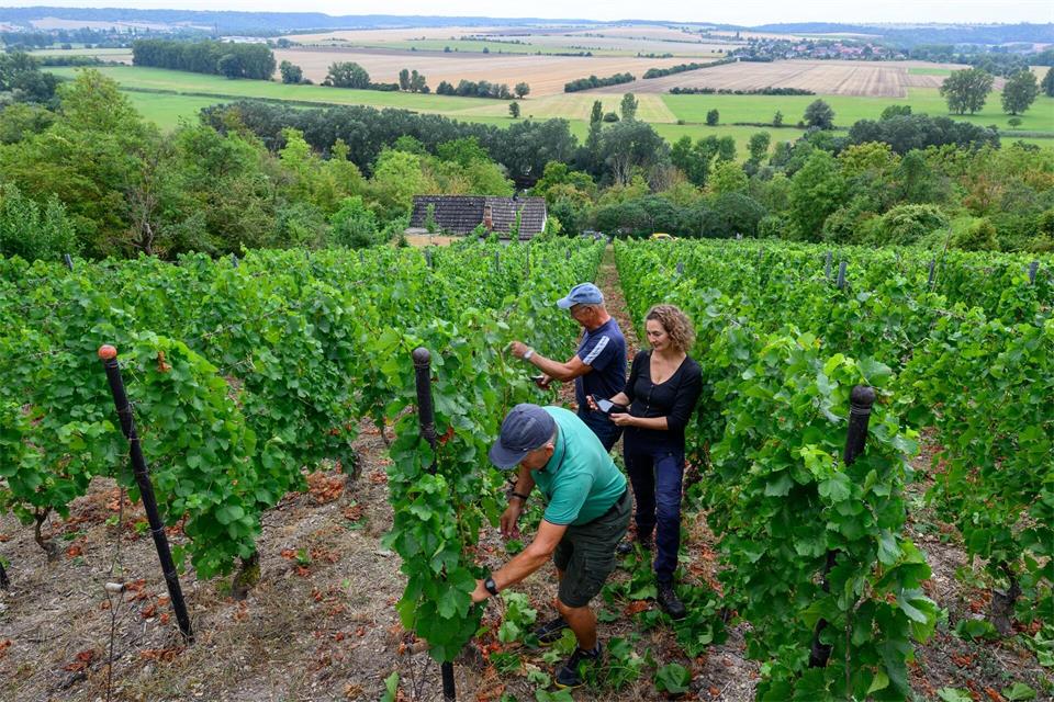 Am 8. September begann die Winzervereinigung Freyburg-Unstrut mit der Weinlese. (Archivbild)Hendrik Schmidt/dpa