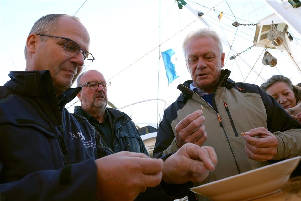 Am Anfang nicht ganz leicht für bayerische Finger: Alois Rainer (3. von links, CSU) und Werner Schwarz (links, CDU) beim Krabben pulen.Marcus Brandt/dpa