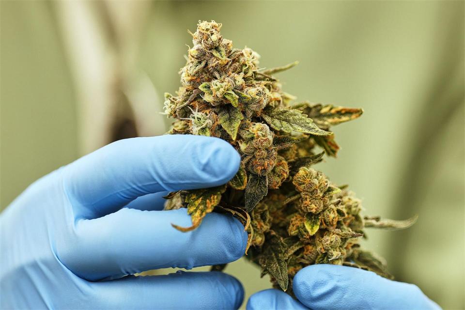 Am Aurora-Standort im Chemiepark Leuna wird medizinisches Cannabis angebaut und verarbeitet.Jan Woitas/dpa