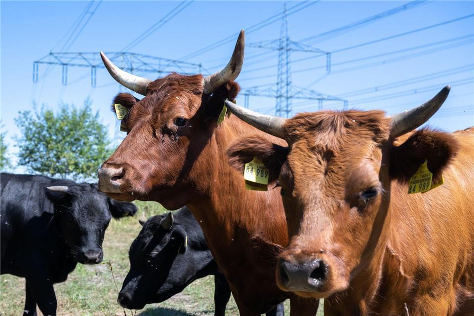 Am Bockwitzer See ist ein Naturlehrpfad zur Weidehaltung entstanden. (Archivbild)Hendrik Schmidt/dpa