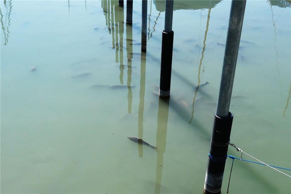 Am Bodenseeufer wurden tote Fische entdeckt. (Foto Handout)Landratsamt Bodenseekreis/dpa