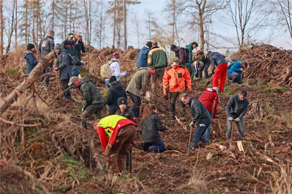 Am Brocken wurden bei besten Bedingungen bis zu 13.000 Bäume gepflanzt.Matthias Bein/dpa