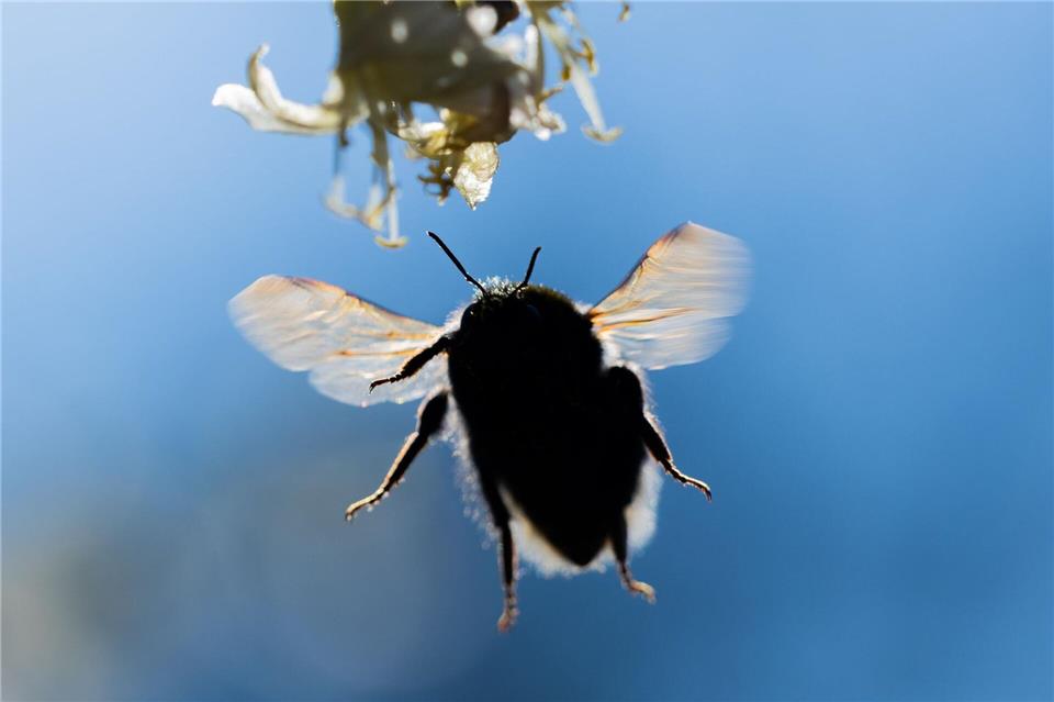 Am Dienstag erwartet der DWD Höchstwerte zwischen 16 und 19 Grad. Rolf Vennenbernd/dpa