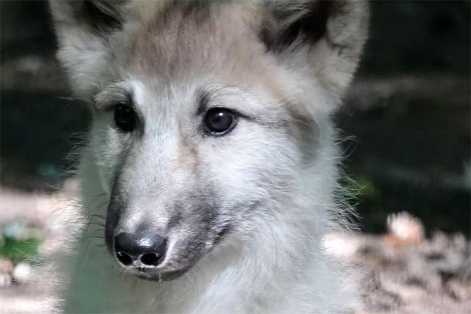 Am Ende wurde per Applaus entschieden, wie das Tier heißt. -/Hansestadt Stralsund/Zoo/dpa