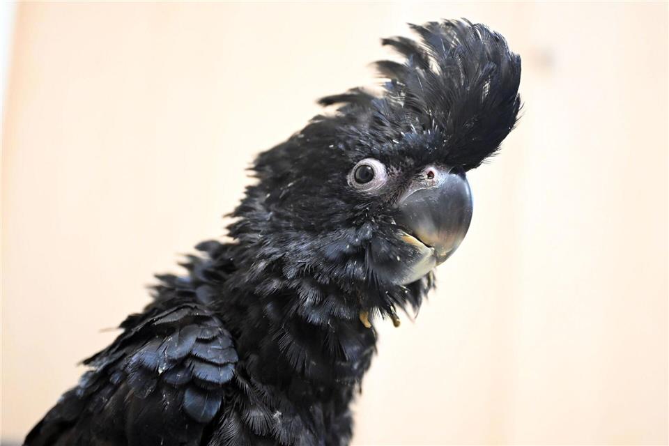 Am Federschopf kann man die Kakadus gut erkennen.Uli Deck/dpa