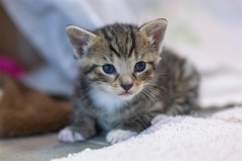 Am Flugplatz in Wildenrath entdeckt die Polizei in einem Gebüsch Transportboxen mit 17 Katzen. (Symbolbild)Monika Skolimowska/dpa