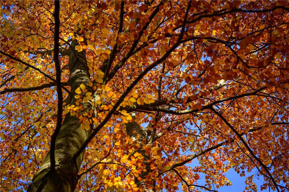 Wechselhaftes Wetter in Berlin und Brandenburg  Am Freitag bleibt es laut DWD trocken. (Archivbild)Patrick Pleul/dpa