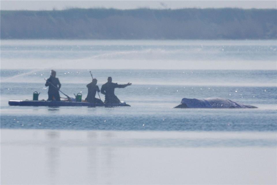 Am Freitag lief die private Rettungsaktion des vor der Ostsee-Insel Poel gestrandeten Buckelwals weiter auf Hochtouren.Jens Büttner/dpa