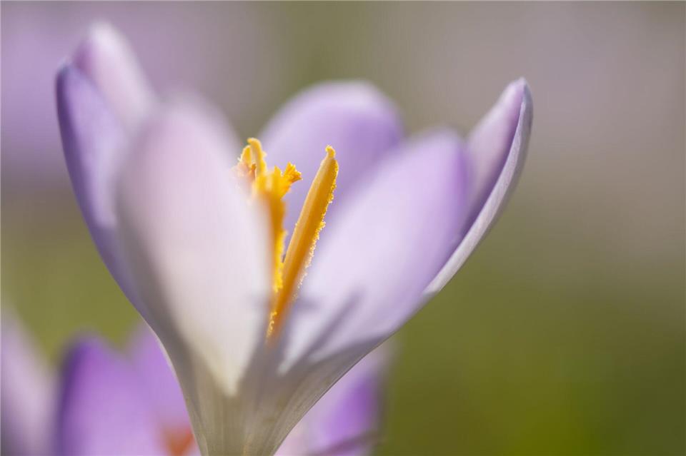 Am Freitag wackelt der Rekord für den wärmsten Februar-Tag.Sebastian Kahnert/dpa