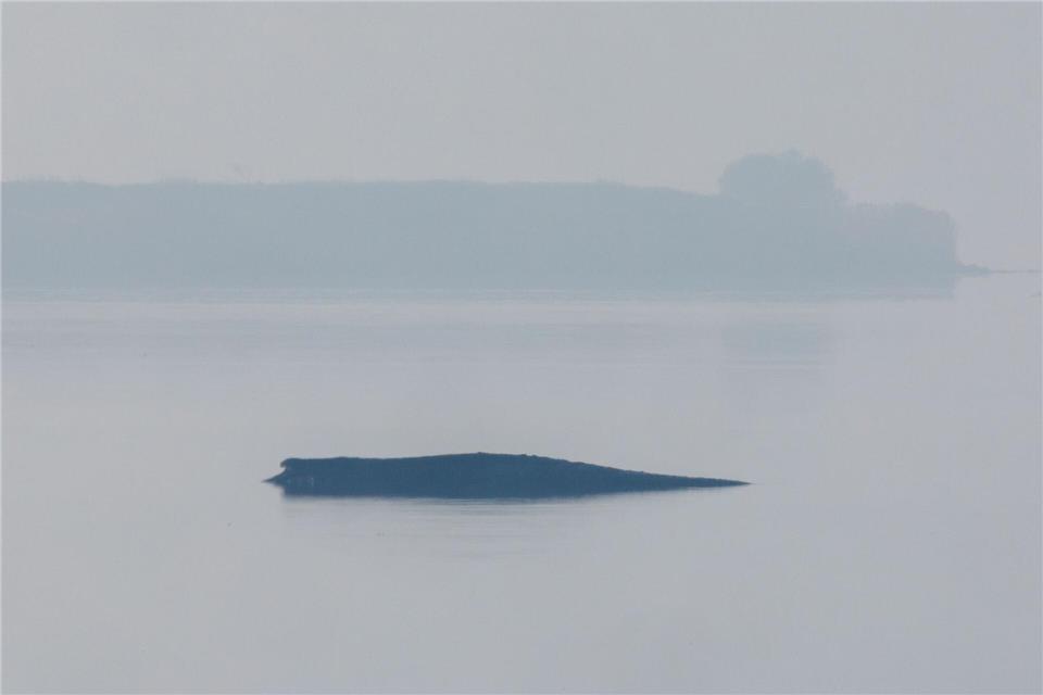 Am Freitag wird die Rettungsaktion für den gestrandeten Buckelwal fortgesetzt.Jens Büttner/dpa