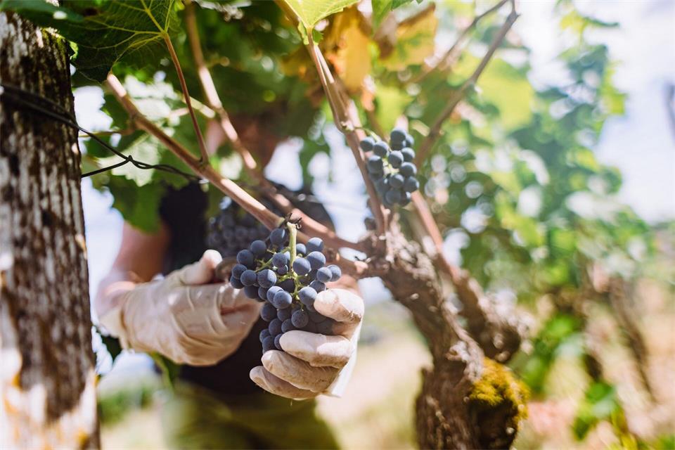 Am Kaiserstuhl hat die Hauptweinlese begonnen. Philipp von Ditfurth/dpa