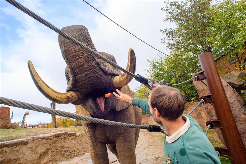 Am Landeszootag wollen Tierparks und Zoos ihre Arbeit vorstellen. Klaus-Dietmar Gabbert/dpa