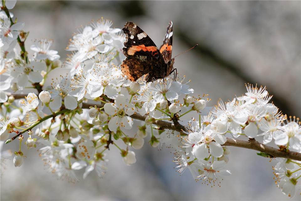 Am Mittwoch erwartet der DWD Temperaturen von bis zu 16 Grad in Baden-Württemberg. (Symbolbild)Uwe Anspach/dpa