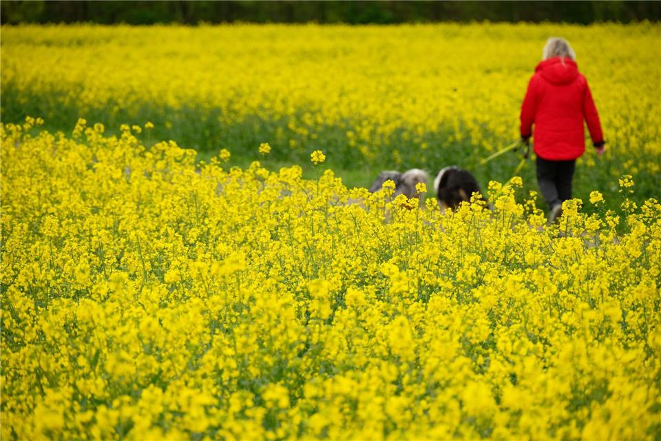 Am Montag gibt es Regen, dann wird es immer freundlicher in NRW. Henning Kaiser/dpa