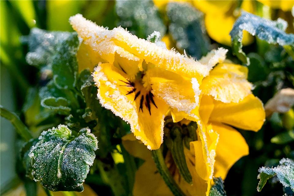 Am Morgen sind die Böden in Nordrhein-Westfalen oft frostig. (Symbolbild)Daniel Bockwoldt/dpa