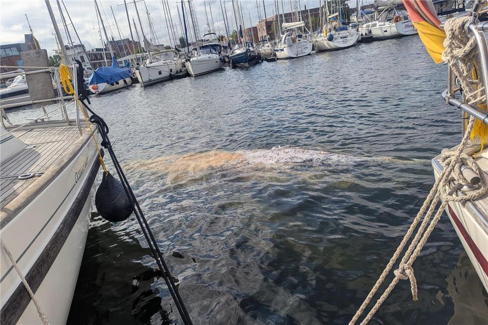 Am Nachmittag bestand laut Wasserschutzpolizei kein Sichtkontakt mehr zum Wal. (Handoutbild)---/Hansestadt Wismar/Hafenamt/dpa
