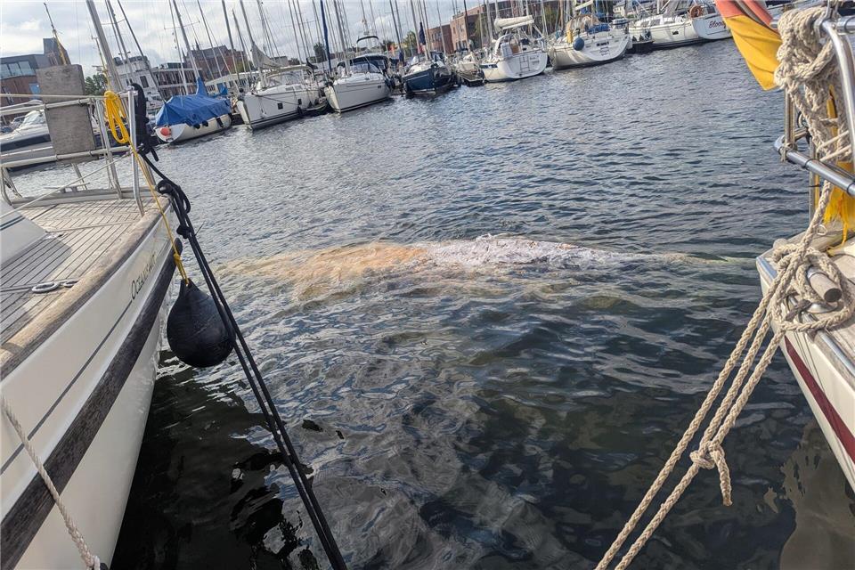 Am Nachmittag bestand laut Wasserschutzpolizei kein Sichtkontakt mehr zum Wal. (Handoutbild)---/Hansestadt Wismar/Hafenamt/dpa