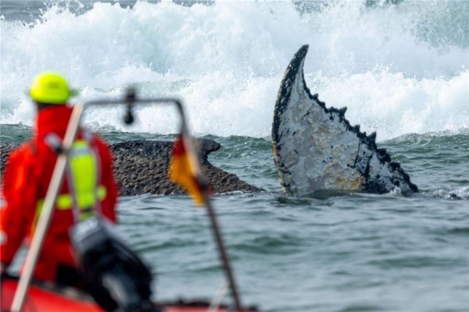 Am Nachmittag wurde ein weiterer Rettungsversuch unternommen. Jens Büttner/dpa