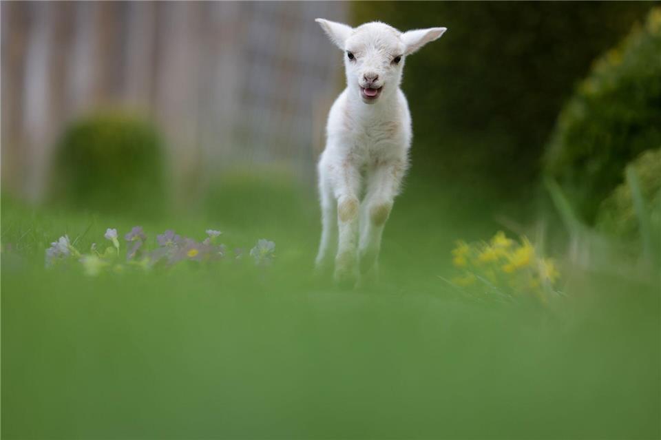 Am Ostersonntag dürfte nach Nebelauflösung zunächst häufig die Sonne scheinen. (Archivbild)Thomas Warnack/dpa