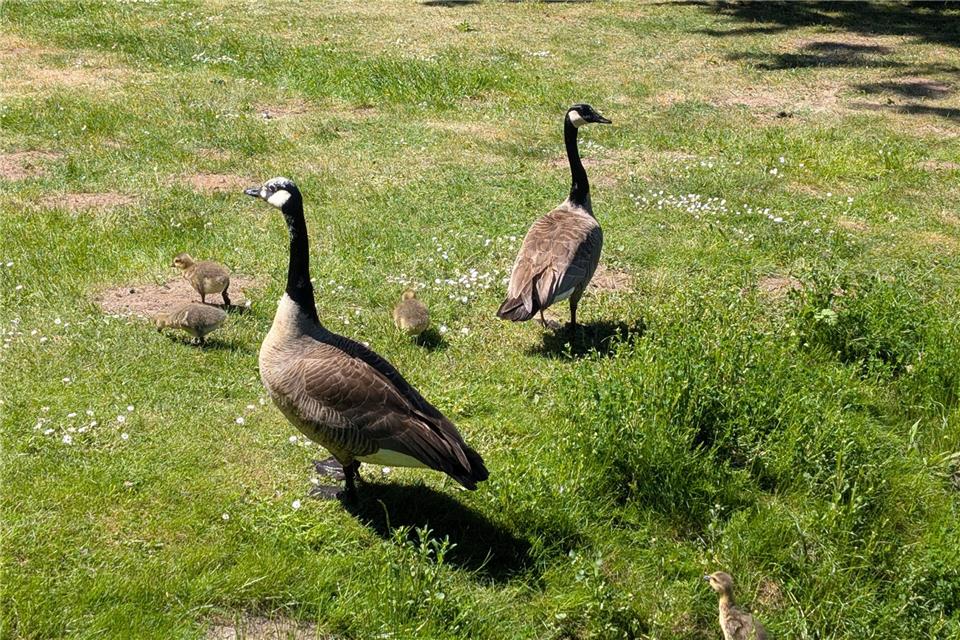 Am Pröbstingsee haben sich wieder Wildgänse niedergelassen. Laut Stadtverwaltung ist deren Zahl aber deutlich niedriger als noch vor zwei Jahren.