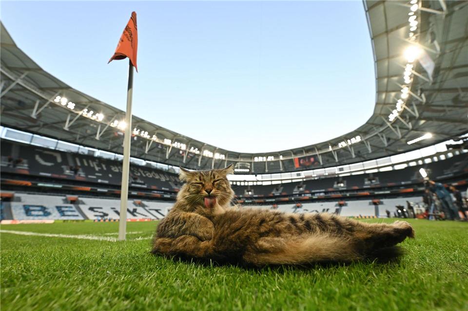 Am Rande des Abschlusstrainings machte es sich eine Katze am Spielfeldrand bequem.Robert Michael/dpa