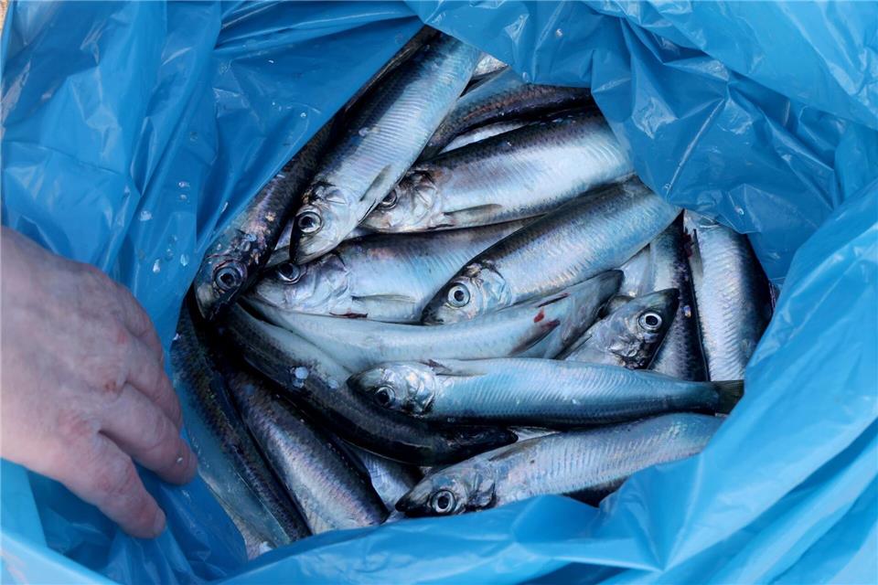 Am Rostocker Stadthafen wird aktuell kräftig Hering geangelt.Bernd Wüstneck/dpa