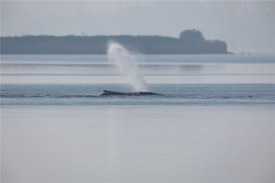 Am Samstag soll die Rettungsaktion für den vor Poel gestrandeten Buckelwal fortgesetzt werden.Jens Büttner/dpa