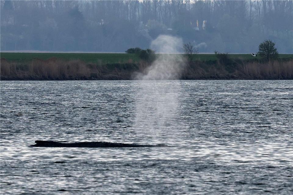 Am Samstag stieß der Buckelwal Atemfontänen aus. Bernd Wüstneck/dpa