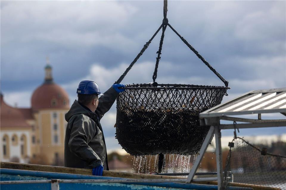 Abfischen am Moritzburger Schloss lockt tausende Besucher an Am Sonntag ist das Fisch- und Waldfest bei durchwachsenem Wetter zu Ende gegangen. Daniel Wagner/dpa