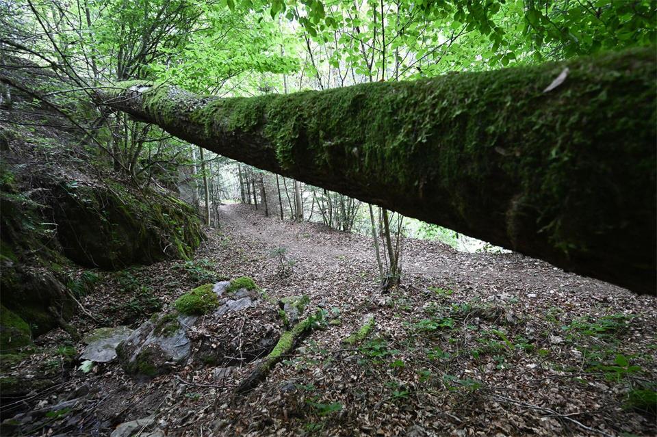 Am Tag ihres Verschwindens wollte sie zur letzten Etappe ihrer Wanderung auf dem Schluchtensteig aufbrechen.Bernd Weißbrod/dpa