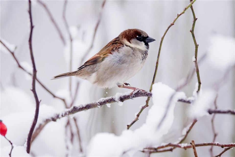 Am Wochenende der Vogelzählung waren die Temperaturen in Berlin eisig. (Symbolbild)Julian Stratenschulte/dpa