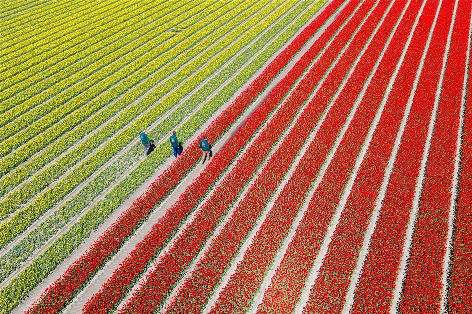 Am Wochenende findet hier zum vierten Mal der „Tag des offenen Tulpenfeldes“ statt. Das Betreten der Felder ist normalerweise verboten.Julian Stratenschulte/dpa