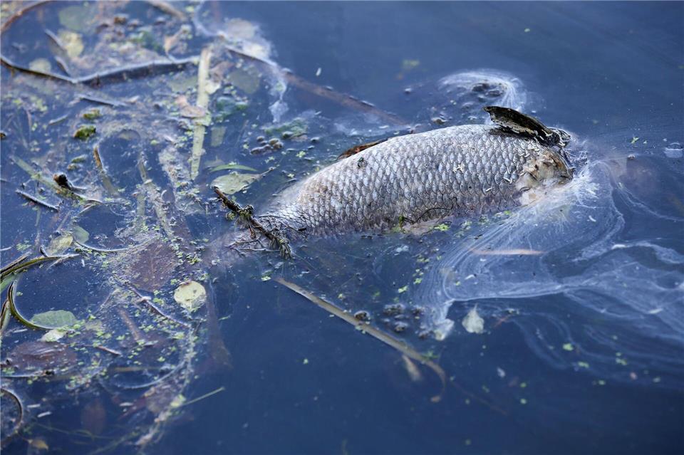 Am Wochenende waren tote Fische auf dem Fumbach in Westhausen im thüringischen Eichsfeld entdeckt worden. (Symbolbild)Bodo Marks/dpa