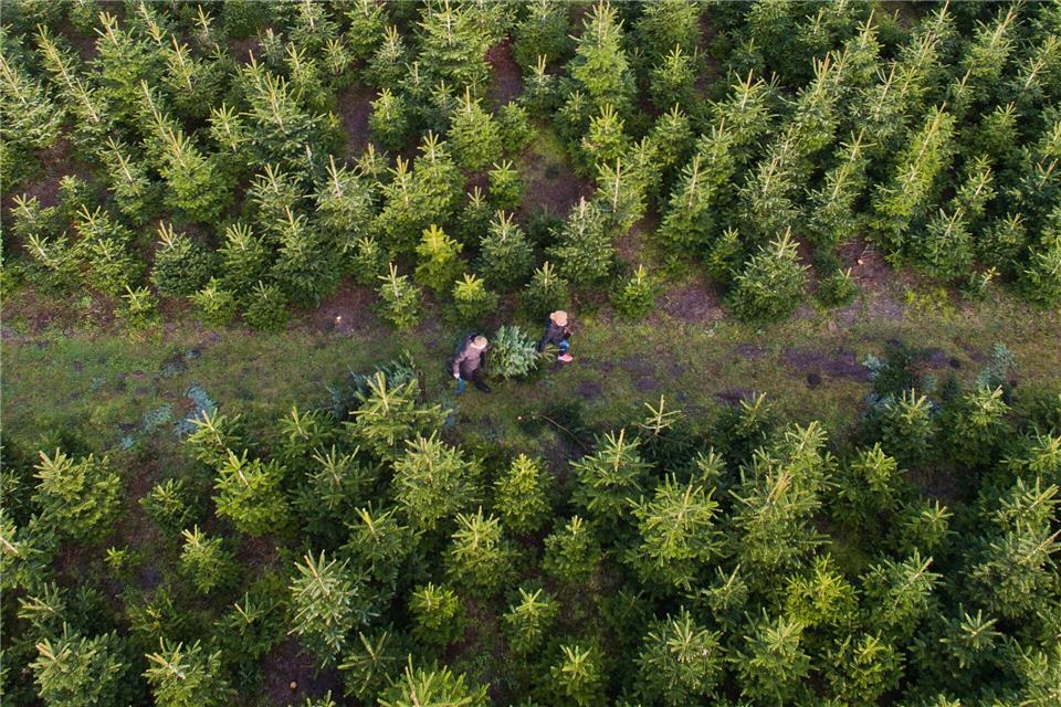 Am besten kauft man den Weihnachtsbaum regional - besonders frisch ist die Tanne, wenn man sie direkt auf der Plantage selbst schlägt.Julian Stratenschulte/dpa/dpa-tmn