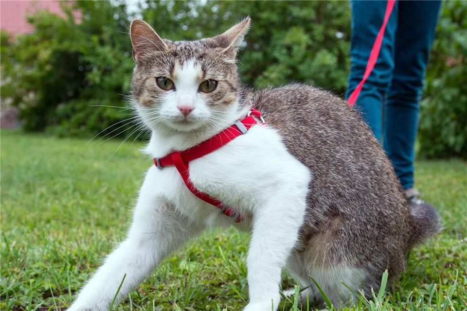 Am besten starten Katzen ihre ersten Ausflüge an der Leine in einer ruhigen Umgebung, etwa im Garten.Patrick Pleul/dpa/dpa-tmn