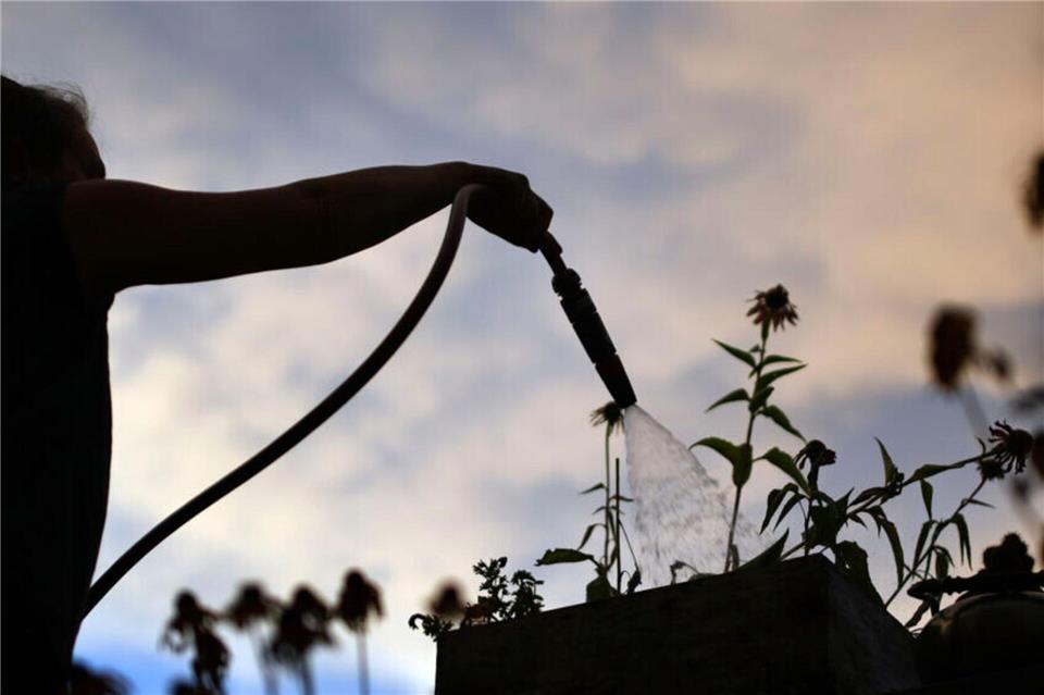 Am besten wird gegossen, bevor die Sonne richtig Kraft entwickelt.Patrick Seeger/dpa/dpa-tmn