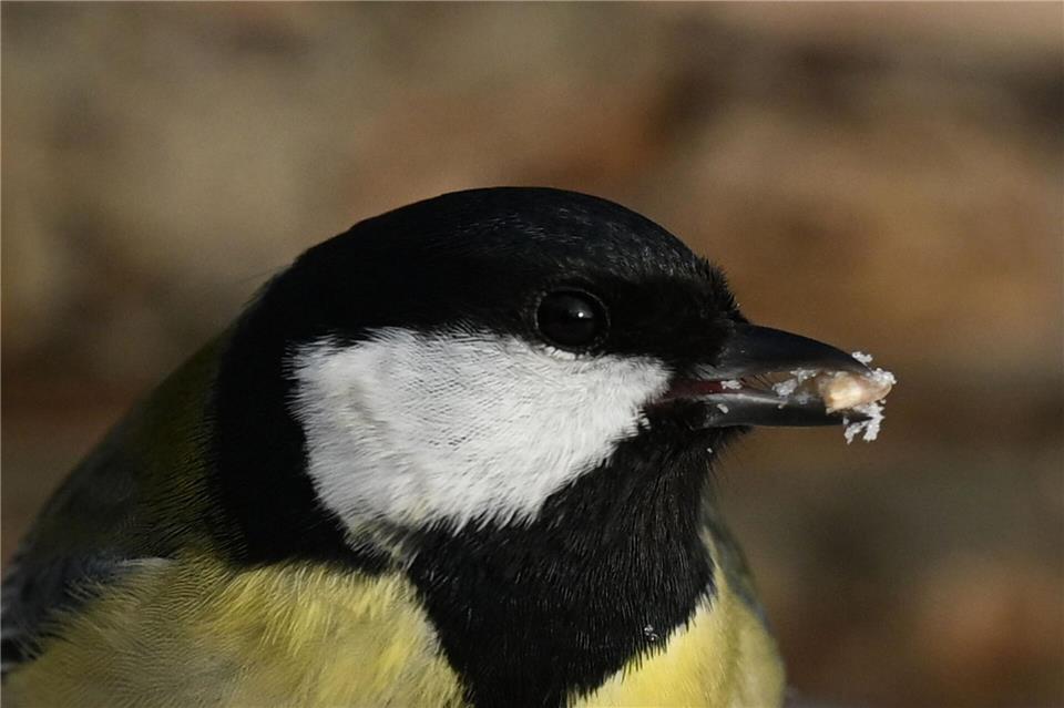 Am ersten „Adebar“ waren demnach rund 4.500 Ehrenamtliche beteiligt. (Archivbild)Michael Brandt/dpa