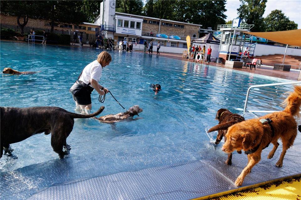 Am ersten Hundeschwimmtag in Berliner Freibädern genießen Tiere und Besitzer das Wasser. Carsten Koall/dpa