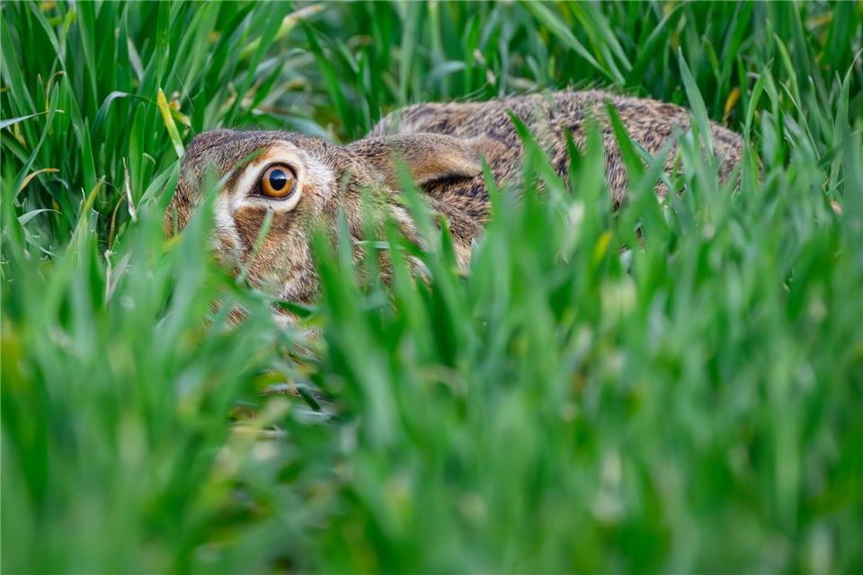 Am häufigsten sind Feldhasen in der badischen Rheinebene sowie im Donau-Iller-Lech-Raum zu finden.(Symbolbild)Patrick Pleul/dpa