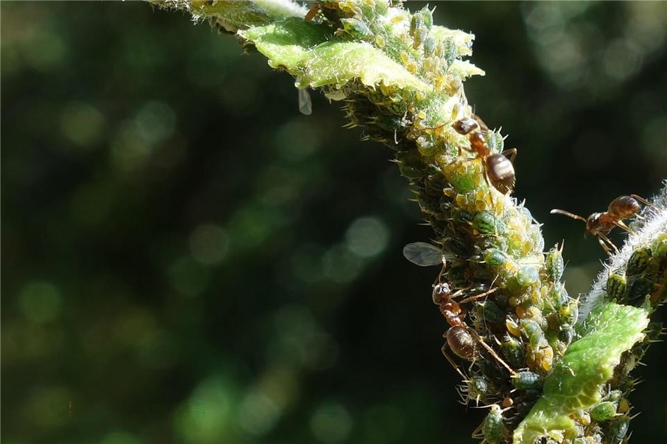 Ameisen melken Blattläuse und ernähren sich von ihren Ausscheidungen, dem Honigtau.Tomer Czaczke/dpa