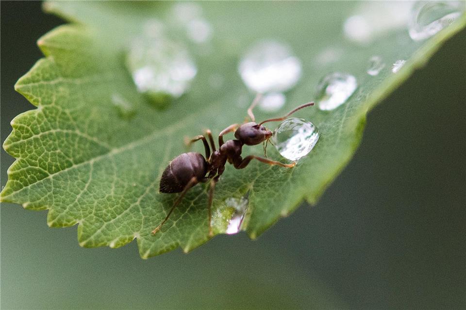 Ameisen sind zwar in der Wohnung lästig, im Garten sind sie aber durchaus nützlich.picture alliance/dpa