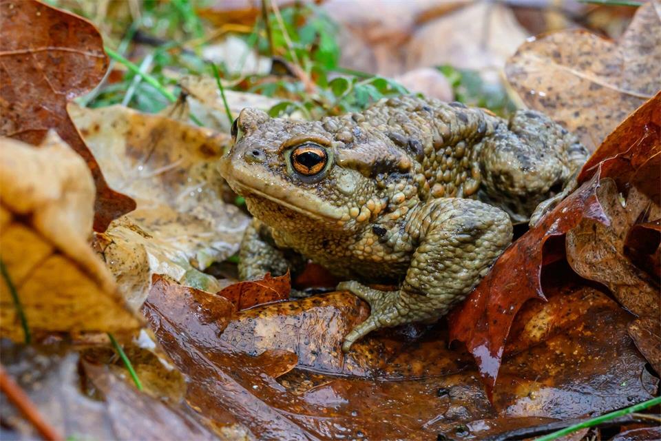 Amphibien gelten als Indikator für den ökologischen Zustand von Lebensräumen (Archivbild).Patrick Pleul/dpa