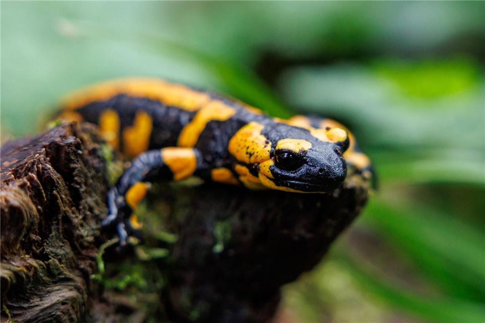 Amphibien wie Salamander sind auf feuchte Umgebung angewiesen. (Archivbild)Daniel Karmann/dpa